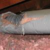 The damage to this Santa Rosa attic ducting was likely caused by rodents.  Any contaminated ducting should be replaced.  